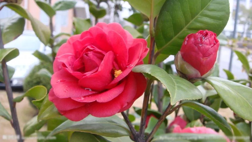 植物生长调节剂在花卉上的应用-山茶花、女贞、玉兰
